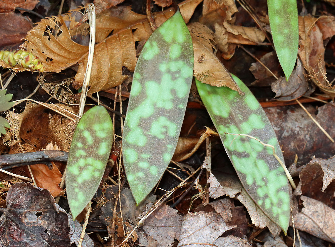 Trout Lily - Erythronium americanum I love trout lily leaves. They almost look tie-dyed, so I think of them as hippy leaves.<br />
<br />
Habitat: Deciduous forest Erythronium,Erythronium americanum,Geotagged,Spring,United States,Yellow trout lily