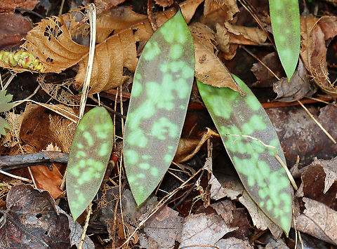 Trout Lily - Erythronium americanum I love trout lily leaves. They almost look tie-dyed, so I think of them as hippy leaves.

Habitat: Deciduous forest Erythronium,Erythronium americanum,Geotagged,Spring,United States,Yellow trout lily