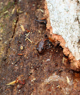 Red-backed Salamander - Plethodon cinereus I think I had the same facial expression as this salamander...dismayed by how cold the weather still was despite it being nearly mid-May.

Habitat: Mesic, deciduous forest Geotagged,Plethodon,Plethodon cinereus,Red-backed salamander,Spring,United States,salamander