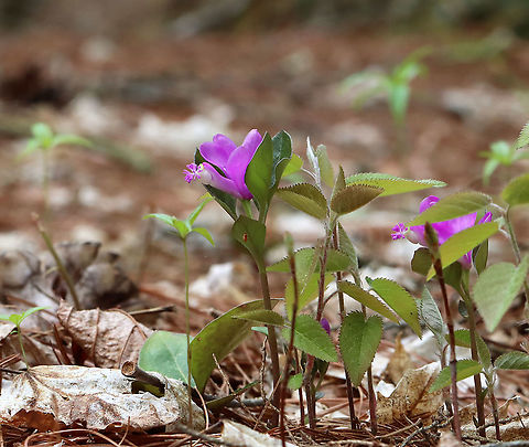 Fringed Polygala  - Polygaloides/Polygala paucifolia Habitat: Mixed forest Fringed polygala,Gaywings,Geotagged,Polygala,Polygala paucifolia,Polygaloides,Polygaloides paucifolia,Spring,United States
