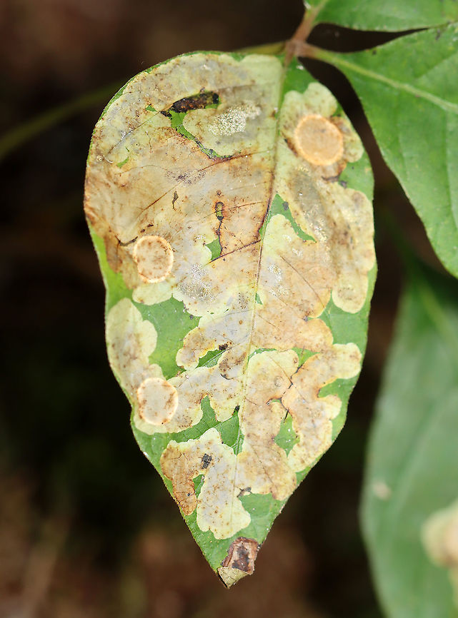 Poison Ivy Leaf-miner - Cameraria guttifinitella These leafminers don&#039;t waste any space!<br />
<br />
Habitat/Hosst: Poison ivy; mixed forest Cameraria,Cameraria guttifinitella,Geotagged,Poison Ivy Leaf-miner Moth,Summer,United States,leaf miner,leafminer