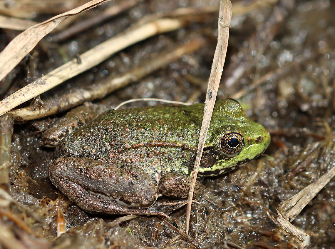 Green Frog - Lithobates clamitans Hiding under a single piece of debris.<br />
<br />
Habitat: Pondside Geotagged,Green frog,Lithobates,Lithobates clamitans,Summer,United States,frog