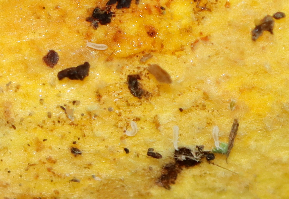 White Springtails - Collembola Habitat: Bolete pores; mixed forest Collembola,Geotagged,Summer,United States,springtails