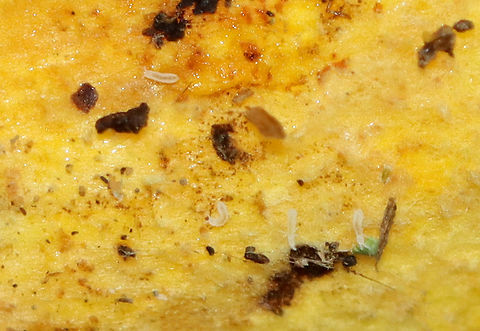 White Springtails - Collembola Habitat: Bolete pores; mixed forest Collembola,Geotagged,Summer,United States,springtails