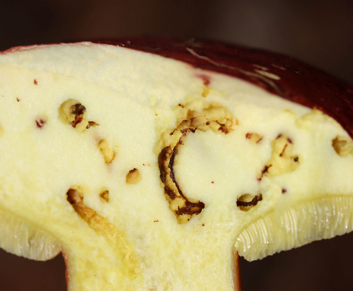 Larval Tracks Made in Bolete Mushroom These are feeding tracks made by insect larvae in a bolete.<br />
<br />
Habitat: Baorangia bicolor; mixed forest Geotagged,Summer,United States,signs of wildlife