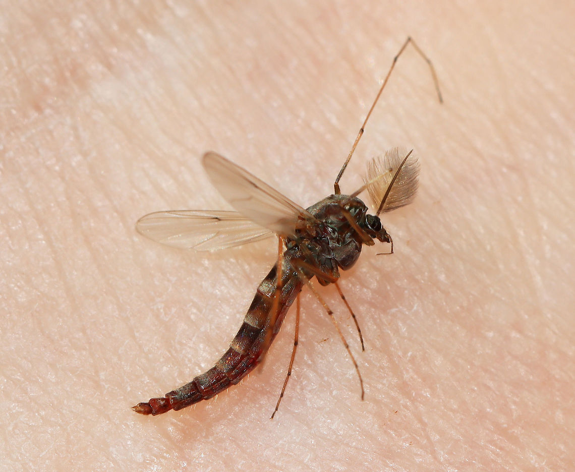 Non-biting Male Midge - Chironomus sp. This is a good lesson in why it&#039; s important to look before you smack. I smacked and killed this fella, without really looking at him. I assumed, based on a superficial glance, that it was a mosquito. I checked at him afterwards and was dismayed to see that it was not a mosquito, but a harmless, non-biting midge.<br />
<br />
Habitat: Pondside; mixed forest<br />
<br />
*Possibly Chironomus plumosus, but I am not sure.  Chironomidae,Chironomus,Geotagged,Summer,United States,male midge,midge,non-biting midge