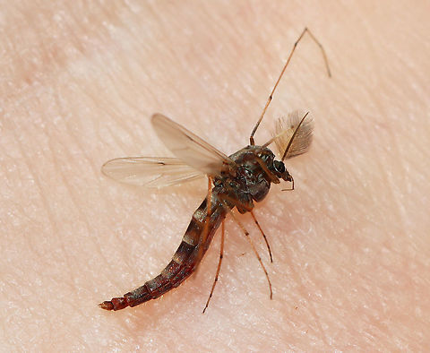Non-biting Male Midge - Chironomus sp. This is a good lesson in why it' s important to look before you smack. I smacked and killed this fella, without really looking at him. I assumed, based on a superficial glance, that it was a mosquito. I checked at him afterwards and was dismayed to see that it was not a mosquito, but a harmless, non-biting midge.

Habitat: Pondside; mixed forest

*Possibly Chironomus plumosus, but I am not sure.  Chironomidae,Chironomus,Geotagged,Summer,United States,male midge,midge,non-biting midge