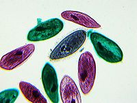 Paramecium caudatum *If you look at the blue one in the middle, you can see the cilia that cover the cell membrane.<br />
<br />
Aren't they gorgeous!?<br />
<br />
Paramecium caudatum are very common unicellular protists and can be found in marine, brackish, and freshwater environments. They feed on bacteria and small eukaryotic cells, such as yeast and algae.<br />
<br />
*Whole mount slide; they were ~200-300 μm<br />
https://www.jungledragon.com/image/115021/paramecium_caudatum.html Geotagged,Paramecium caudatum,United States,Winter