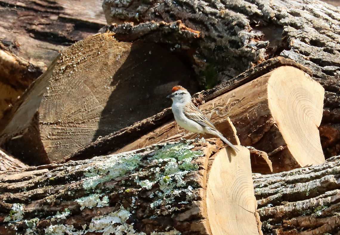 Chipping Sparrow - Spizella passerina This bird was so cute!! It was hopping around on these logs, cocking its head, and singing <3. I usually climb this log pile and look for larvae and other critters, but there is now 'caution/do not enter' tape surrounding the pile.<br />
<br />
Habitat: Meadow with a pile of felled trees (many are ash trees that were cut down because of EAB infestations)  Chipping Sparrow,Geotagged,Spizella,Spizella passerina,Spring,United Statesm,bird,sparrow