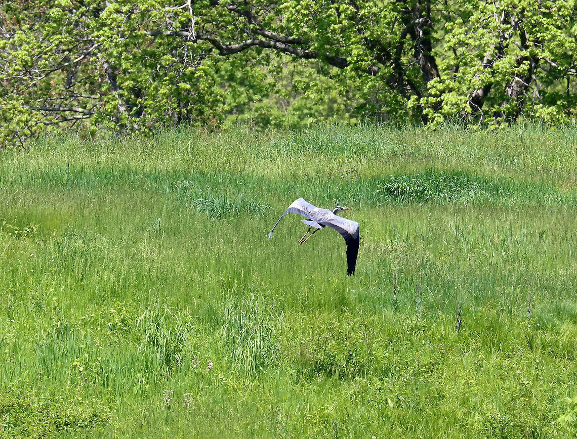Great Blue Heron - Ardea herodias Don't zoom in! Just pretend this photo isn't blurry.<br />
<br />
Habitat: Meadow/pondside Ardea,Ardea herodias,Geotagged,Great blue heron,Spring,United States,bird,heron