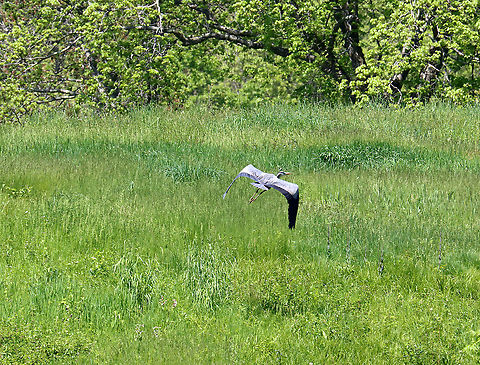 Great Blue Heron - Ardea herodias Don't zoom in! Just pretend this photo isn't blurry.

Habitat: Meadow/pondside Ardea,Ardea herodias,Geotagged,Great blue heron,Spring,United States,bird,heron