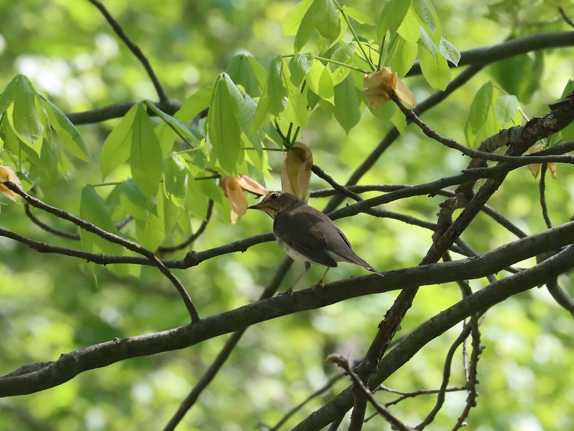 Grey-cheeked thrush - Catharus minimus I think this is Catharus minimus, but maybe it could be Catharus guttatus?? Can anyone help?<br />
<br />
Habitat: Deciduous forest; pondside Catharus,Catharus minimus,Geotagged,Grey-cheeked thrush,Spring,United States,bird,thrush