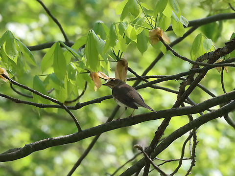 Grey-cheeked thrush - Catharus minimus I think this is Catharus minimus, but maybe it could be Catharus guttatus?? Can anyone help?

Habitat: Deciduous forest; pondside Catharus,Catharus minimus,Geotagged,Grey-cheeked thrush,Spring,United States,bird,thrush