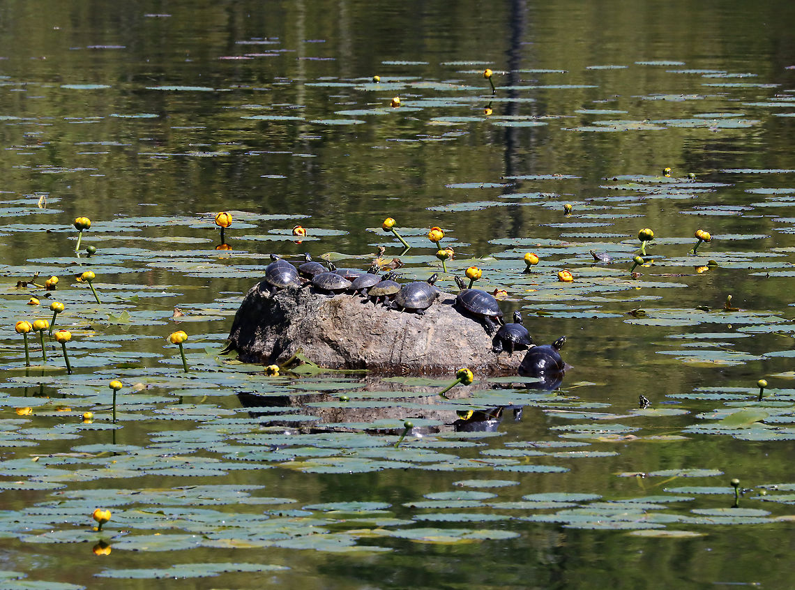 Painted Turtles - Chrysemys picta Traffic jam at turtle tock -- there&#039;s even one waiting in the water to the right.<br />
<br />
Habitat: Pond Chrysemys,Chrysemys picta,Geotagged,Painted turtle,Spring,United States,turtles