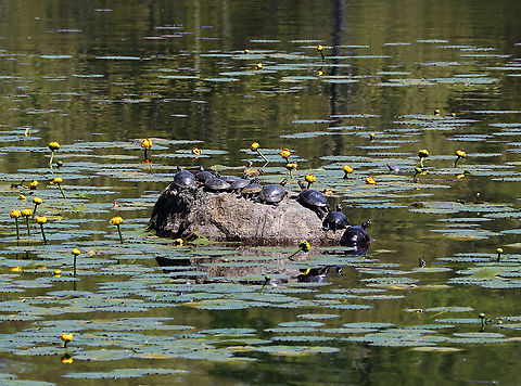 Painted Turtles - Chrysemys picta Traffic jam at turtle tock -- there's even one waiting in the water to the right.

Habitat: Pond Chrysemys,Chrysemys picta,Geotagged,Painted turtle,Spring,United States,turtles