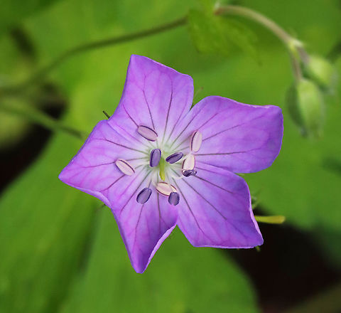 Wild Geranium - Geranium maculatum Habitat: Deciduous forest Geotagged,Geranium,Geranium maculatum,Spring,United States,wild geranium