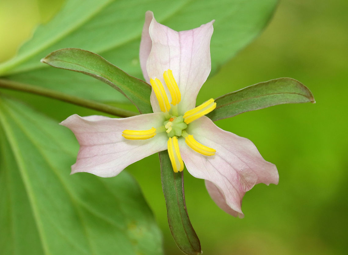 Bashful Wakerobin - Trillium catesbaei This trillium was growing WAY out of its range. I found 2 plants, but there could be more.<br />
<br />
Habitat: Mostly deciduous forest; these plants were growing wild<br />
<figure class="photo"><a href="https://www.jungledragon.com/image/115112/bashful_wakerobin_-_trillium_catesbaei.html" title="Bashful Wakerobin - Trillium catesbaei"><img src="https://s3.amazonaws.com/media.jungledragon.com/images/3232/115112_thumb.jpg?AWSAccessKeyId=05GMT0V3GWVNE7GGM1R2&Expires=1770854410&Signature=c4jVeYAu0hZYsHr87kVTehy%2B4VM%3D" width="200" height="144" alt="Bashful Wakerobin - Trillium catesbaei This trillium was growing WAY out of its range. I found 2 plants, but there could be more.<br />
<br />
Habitat: Mostly deciduous forest; these plants were growing wild<br />
https://www.jungledragon.com/image/115112/bashful_wakerobin_-_trillium_catesbaei.html<br />
https://www.jungledragon.com/image/115111/bashful_wakerobin_-_trillium_catesbaei.html<br />
https://www.jungledragon.com/image/115114/trillium.html<br />
https://www.jungledragon.com/image/115113/trillium.html Bashful wakerobin,Geotagged,Spring,Trillium catesbaei,United States" /></a></figure><br />
<figure class="photo"><a href="https://www.jungledragon.com/image/115111/bashful_wakerobin_-_trillium_catesbaei.html" title="Bashful Wakerobin - Trillium catesbaei"><img src="https://s3.amazonaws.com/media.jungledragon.com/images/3232/115111_thumb.jpg?AWSAccessKeyId=05GMT0V3GWVNE7GGM1R2&Expires=1770854410&Signature=CUe3gn6rZGhWDBUN1vjJvhFKP6A%3D" width="200" height="148" alt="Bashful Wakerobin - Trillium catesbaei This trillium was growing WAY out of its range. I found 2 plants, but there could be more.<br />
<br />
Habitat: Mostly deciduous forest; these plants were growing wild<br />
https://www.jungledragon.com/image/115112/bashful_wakerobin_-_trillium_catesbaei.html<br />
https://www.jungledragon.com/image/115111/bashful_wakerobin_-_trillium_catesbaei.html<br />
https://www.jungledragon.com/image/115114/trillium.html<br />
https://www.jungledragon.com/image/115113/trillium.html Bashful wakerobin,Geotagged,Spring,Trillium,Trillium catesbaei,United States" /></a></figure><br />
<figure class="photo"><a href="https://www.jungledragon.com/image/115114/bashful_wakerobin_-_trillium_catesbaei.html" title="Bashful Wakerobin - Trillium catesbaei"><img src="https://s3.amazonaws.com/media.jungledragon.com/images/3232/115114_thumb.jpg?AWSAccessKeyId=05GMT0V3GWVNE7GGM1R2&Expires=1770854410&Signature=SfF0utkuPPjHAwnz9q4xfcuQWQQ%3D" width="116" height="152" alt="Bashful Wakerobin - Trillium catesbaei This trillium was growing WAY out of its range. I found 2 plants, but there could be more.<br />
<br />
Habitat: Mostly deciduous forest; these plants were growing wild<br />
https://www.jungledragon.com/image/115112/bashful_wakerobin_-_trillium_catesbaei.html<br />
https://www.jungledragon.com/image/115111/bashful_wakerobin_-_trillium_catesbaei.html<br />
https://www.jungledragon.com/image/115114/trillium.html<br />
https://www.jungledragon.com/image/115113/trillium.html Bashful wakerobin,Geotagged,Spring,Trillium catesbaei,United States" /></a></figure><br />
<figure class="photo"><a href="https://www.jungledragon.com/image/115113/bashful_wakerobin_-_trillium_catesbaei.html" title="Bashful Wakerobin - Trillium catesbaei"><img src="https://s3.amazonaws.com/media.jungledragon.com/images/3232/115113_thumb.jpg?AWSAccessKeyId=05GMT0V3GWVNE7GGM1R2&Expires=1770854410&Signature=yvLj0QAe0X3JjBpvE36ayTPrWkI%3D" width="200" height="158" alt="Bashful Wakerobin - Trillium catesbaei This trillium was growing WAY out of its range. I found 2 plants, but there could be more.<br />
<br />
Habitat: Mostly deciduous forest; these plants were growing wild<br />
https://www.jungledragon.com/image/115112/bashful_wakerobin_-_trillium_catesbaei.html<br />
https://www.jungledragon.com/image/115111/bashful_wakerobin_-_trillium_catesbaei.html<br />
https://www.jungledragon.com/image/115114/trillium.html<br />
https://www.jungledragon.com/image/115113/trillium.html Bashful wakerobin,Geotagged,Spring,Trillium catesbaei,United States" /></a></figure> Bashful wakerobin,Geotagged,Spring,Trillium,Trillium catesbaei,United States