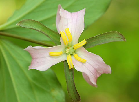 Bashful Wakerobin - Trillium catesbaei This trillium was growing WAY out of its range. I found 2 plants, but there could be more.

Habitat: Mostly deciduous forest; these plants were growing wild
https://www.jungledragon.com/image/115112/bashful_wakerobin_-_trillium_catesbaei.html
https://www.jungledragon.com/image/115111/bashful_wakerobin_-_trillium_catesbaei.html
https://www.jungledragon.com/image/115114/trillium.html
https://www.jungledragon.com/image/115113/trillium.html Bashful wakerobin,Geotagged,Spring,Trillium,Trillium catesbaei,United States