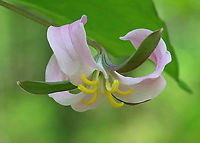 Bashful Wakerobin - Trillium catesbaei This trillium was growing WAY out of its range. I found 2 plants, but there could be more.<br />
<br />
Habitat: Mostly deciduous forest; these plants were growing wild<br />
https://www.jungledragon.com/image/115112/bashful_wakerobin_-_trillium_catesbaei.html<br />
https://www.jungledragon.com/image/115111/bashful_wakerobin_-_trillium_catesbaei.html<br />
https://www.jungledragon.com/image/115114/trillium.html<br />
https://www.jungledragon.com/image/115113/trillium.html Bashful wakerobin,Geotagged,Spring,Trillium catesbaei,United States