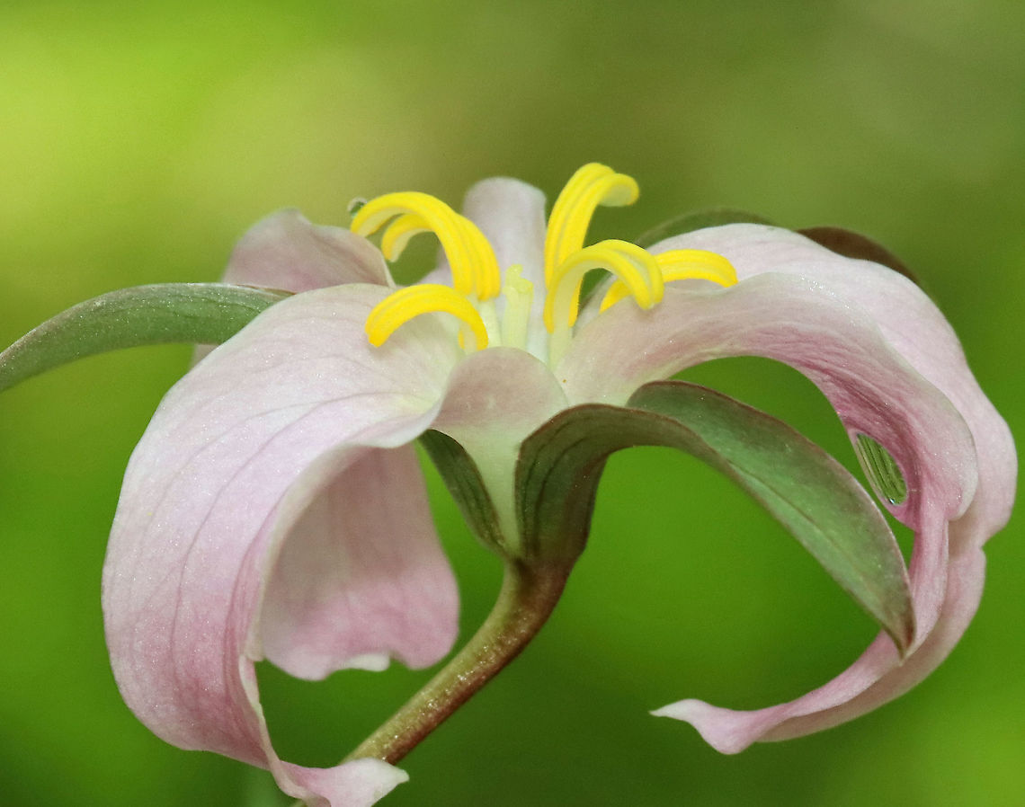 Bashful Wakerobin - Trillium catesbaei This trillium was growing WAY out of its range. I found 2 plants, but there could be more.<br />
<br />
Habitat: Mostly deciduous forest; these plants were growing wild<br />
<figure class="photo"><a href="https://www.jungledragon.com/image/115112/bashful_wakerobin_-_trillium_catesbaei.html" title="Bashful Wakerobin - Trillium catesbaei"><img src="https://s3.amazonaws.com/media.jungledragon.com/images/3232/115112_thumb.jpg?AWSAccessKeyId=05GMT0V3GWVNE7GGM1R2&Expires=1770854410&Signature=c4jVeYAu0hZYsHr87kVTehy%2B4VM%3D" width="200" height="144" alt="Bashful Wakerobin - Trillium catesbaei This trillium was growing WAY out of its range. I found 2 plants, but there could be more.<br />
<br />
Habitat: Mostly deciduous forest; these plants were growing wild<br />
https://www.jungledragon.com/image/115112/bashful_wakerobin_-_trillium_catesbaei.html<br />
https://www.jungledragon.com/image/115111/bashful_wakerobin_-_trillium_catesbaei.html<br />
https://www.jungledragon.com/image/115114/trillium.html<br />
https://www.jungledragon.com/image/115113/trillium.html Bashful wakerobin,Geotagged,Spring,Trillium catesbaei,United States" /></a></figure><br />
<figure class="photo"><a href="https://www.jungledragon.com/image/115111/bashful_wakerobin_-_trillium_catesbaei.html" title="Bashful Wakerobin - Trillium catesbaei"><img src="https://s3.amazonaws.com/media.jungledragon.com/images/3232/115111_thumb.jpg?AWSAccessKeyId=05GMT0V3GWVNE7GGM1R2&Expires=1770854410&Signature=CUe3gn6rZGhWDBUN1vjJvhFKP6A%3D" width="200" height="148" alt="Bashful Wakerobin - Trillium catesbaei This trillium was growing WAY out of its range. I found 2 plants, but there could be more.<br />
<br />
Habitat: Mostly deciduous forest; these plants were growing wild<br />
https://www.jungledragon.com/image/115112/bashful_wakerobin_-_trillium_catesbaei.html<br />
https://www.jungledragon.com/image/115111/bashful_wakerobin_-_trillium_catesbaei.html<br />
https://www.jungledragon.com/image/115114/trillium.html<br />
https://www.jungledragon.com/image/115113/trillium.html Bashful wakerobin,Geotagged,Spring,Trillium,Trillium catesbaei,United States" /></a></figure><br />
<figure class="photo"><a href="https://www.jungledragon.com/image/115114/bashful_wakerobin_-_trillium_catesbaei.html" title="Bashful Wakerobin - Trillium catesbaei"><img src="https://s3.amazonaws.com/media.jungledragon.com/images/3232/115114_thumb.jpg?AWSAccessKeyId=05GMT0V3GWVNE7GGM1R2&Expires=1770854410&Signature=SfF0utkuPPjHAwnz9q4xfcuQWQQ%3D" width="116" height="152" alt="Bashful Wakerobin - Trillium catesbaei This trillium was growing WAY out of its range. I found 2 plants, but there could be more.<br />
<br />
Habitat: Mostly deciduous forest; these plants were growing wild<br />
https://www.jungledragon.com/image/115112/bashful_wakerobin_-_trillium_catesbaei.html<br />
https://www.jungledragon.com/image/115111/bashful_wakerobin_-_trillium_catesbaei.html<br />
https://www.jungledragon.com/image/115114/trillium.html<br />
https://www.jungledragon.com/image/115113/trillium.html Bashful wakerobin,Geotagged,Spring,Trillium catesbaei,United States" /></a></figure><br />
<figure class="photo"><a href="https://www.jungledragon.com/image/115113/bashful_wakerobin_-_trillium_catesbaei.html" title="Bashful Wakerobin - Trillium catesbaei"><img src="https://s3.amazonaws.com/media.jungledragon.com/images/3232/115113_thumb.jpg?AWSAccessKeyId=05GMT0V3GWVNE7GGM1R2&Expires=1770854410&Signature=yvLj0QAe0X3JjBpvE36ayTPrWkI%3D" width="200" height="158" alt="Bashful Wakerobin - Trillium catesbaei This trillium was growing WAY out of its range. I found 2 plants, but there could be more.<br />
<br />
Habitat: Mostly deciduous forest; these plants were growing wild<br />
https://www.jungledragon.com/image/115112/bashful_wakerobin_-_trillium_catesbaei.html<br />
https://www.jungledragon.com/image/115111/bashful_wakerobin_-_trillium_catesbaei.html<br />
https://www.jungledragon.com/image/115114/trillium.html<br />
https://www.jungledragon.com/image/115113/trillium.html Bashful wakerobin,Geotagged,Spring,Trillium catesbaei,United States" /></a></figure> Bashful wakerobin,Geotagged,Spring,Trillium catesbaei,United States