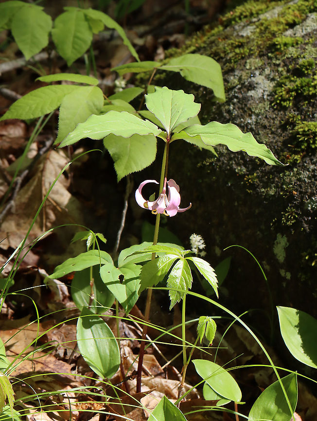 Bashful Wakerobin - Trillium catesbaei This trillium was growing WAY out of its range. I found 2 plants, but there could be more.<br />
<br />
Habitat: Mostly deciduous forest; these plants were growing wild<br />
<figure class="photo"><a href="https://www.jungledragon.com/image/115112/bashful_wakerobin_-_trillium_catesbaei.html" title="Bashful Wakerobin - Trillium catesbaei"><img src="https://s3.amazonaws.com/media.jungledragon.com/images/3232/115112_thumb.jpg?AWSAccessKeyId=05GMT0V3GWVNE7GGM1R2&Expires=1759968010&Signature=%2B1Q9tc829bIxNedVNdzxAYy29Ss%3D" width="200" height="144" alt="Bashful Wakerobin - Trillium catesbaei This trillium was growing WAY out of its range. I found 2 plants, but there could be more.<br />
<br />
Habitat: Mostly deciduous forest; these plants were growing wild<br />
https://www.jungledragon.com/image/115112/bashful_wakerobin_-_trillium_catesbaei.html<br />
https://www.jungledragon.com/image/115111/bashful_wakerobin_-_trillium_catesbaei.html<br />
https://www.jungledragon.com/image/115114/trillium.html<br />
https://www.jungledragon.com/image/115113/trillium.html Bashful wakerobin,Geotagged,Spring,Trillium catesbaei,United States" /></a></figure><br />
<figure class="photo"><a href="https://www.jungledragon.com/image/115111/bashful_wakerobin_-_trillium_catesbaei.html" title="Bashful Wakerobin - Trillium catesbaei"><img src="https://s3.amazonaws.com/media.jungledragon.com/images/3232/115111_thumb.jpg?AWSAccessKeyId=05GMT0V3GWVNE7GGM1R2&Expires=1759968010&Signature=0ETJXLvdmxIl6m02%2Bsee4%2Fy4jVY%3D" width="200" height="148" alt="Bashful Wakerobin - Trillium catesbaei This trillium was growing WAY out of its range. I found 2 plants, but there could be more.<br />
<br />
Habitat: Mostly deciduous forest; these plants were growing wild<br />
https://www.jungledragon.com/image/115112/bashful_wakerobin_-_trillium_catesbaei.html<br />
https://www.jungledragon.com/image/115111/bashful_wakerobin_-_trillium_catesbaei.html<br />
https://www.jungledragon.com/image/115114/trillium.html<br />
https://www.jungledragon.com/image/115113/trillium.html Bashful wakerobin,Geotagged,Spring,Trillium,Trillium catesbaei,United States" /></a></figure><br />
<figure class="photo"><a href="https://www.jungledragon.com/image/115114/bashful_wakerobin_-_trillium_catesbaei.html" title="Bashful Wakerobin - Trillium catesbaei"><img src="https://s3.amazonaws.com/media.jungledragon.com/images/3232/115114_thumb.jpg?AWSAccessKeyId=05GMT0V3GWVNE7GGM1R2&Expires=1759968010&Signature=G6X6JH86dqx5qkDUMO8UiBLyliQ%3D" width="116" height="152" alt="Bashful Wakerobin - Trillium catesbaei This trillium was growing WAY out of its range. I found 2 plants, but there could be more.<br />
<br />
Habitat: Mostly deciduous forest; these plants were growing wild<br />
https://www.jungledragon.com/image/115112/bashful_wakerobin_-_trillium_catesbaei.html<br />
https://www.jungledragon.com/image/115111/bashful_wakerobin_-_trillium_catesbaei.html<br />
https://www.jungledragon.com/image/115114/trillium.html<br />
https://www.jungledragon.com/image/115113/trillium.html Bashful wakerobin,Geotagged,Spring,Trillium catesbaei,United States" /></a></figure><br />
<figure class="photo"><a href="https://www.jungledragon.com/image/115113/bashful_wakerobin_-_trillium_catesbaei.html" title="Bashful Wakerobin - Trillium catesbaei"><img src="https://s3.amazonaws.com/media.jungledragon.com/images/3232/115113_thumb.jpg?AWSAccessKeyId=05GMT0V3GWVNE7GGM1R2&Expires=1759968010&Signature=Ci7HgafRN6KjJ6imVEjGNVXwO6Y%3D" width="200" height="158" alt="Bashful Wakerobin - Trillium catesbaei This trillium was growing WAY out of its range. I found 2 plants, but there could be more.<br />
<br />
Habitat: Mostly deciduous forest; these plants were growing wild<br />
https://www.jungledragon.com/image/115112/bashful_wakerobin_-_trillium_catesbaei.html<br />
https://www.jungledragon.com/image/115111/bashful_wakerobin_-_trillium_catesbaei.html<br />
https://www.jungledragon.com/image/115114/trillium.html<br />
https://www.jungledragon.com/image/115113/trillium.html Bashful wakerobin,Geotagged,Spring,Trillium catesbaei,United States" /></a></figure> Bashful wakerobin,Geotagged,Spring,Trillium catesbaei,United States