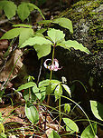 Bashful Wakerobin - Trillium catesbaei This trillium was growing WAY out of its range. I found 2 plants, but there could be more.<br />
<br />
Habitat: Mostly deciduous forest; these plants were growing wild<br />
https://www.jungledragon.com/image/115112/bashful_wakerobin_-_trillium_catesbaei.html<br />
https://www.jungledragon.com/image/115111/bashful_wakerobin_-_trillium_catesbaei.html<br />
https://www.jungledragon.com/image/115114/trillium.html<br />
https://www.jungledragon.com/image/115113/trillium.html Bashful wakerobin,Geotagged,Spring,Trillium catesbaei,United States