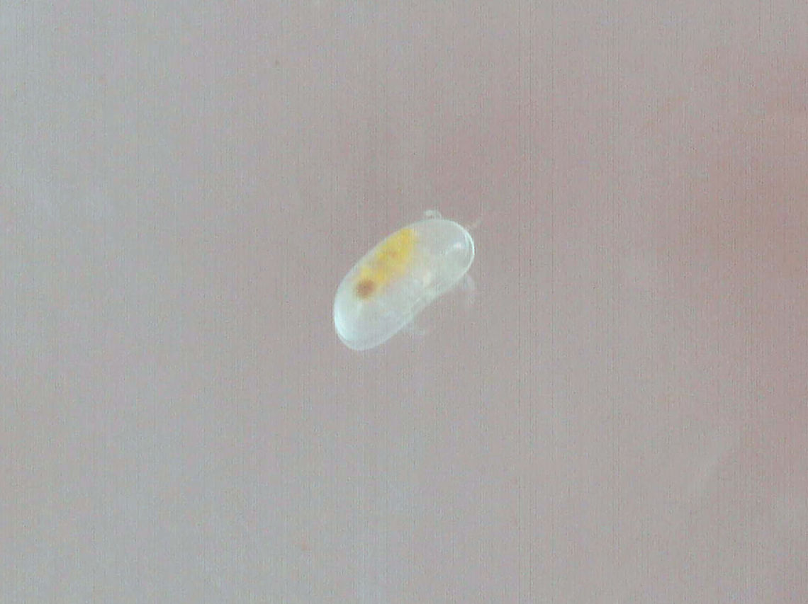 Ostracod? I collected this teeny tiny critter from a swamp (freshwater). It was about ~0.5 mm in length, maybe smaller.  They have flattened bodies that are protected by a bivalve-like "shell".<br />
<br />
<section class="video"><iframe width="448" height="252" src="https://player.vimeo.com/video/552214729?title=0&byline=0&portrait=0" frameborder="0"></iframe></section> Geotagged,United States,crustacea,ostracod,ostracoda,seed shrimp