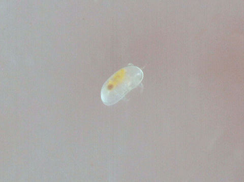 Ostracod? I collected this teeny tiny critter from a swamp (freshwater). It was about ~0.5 mm in length, maybe smaller.  They have flattened bodies that are protected by a bivalve-like "shell".

https://vimeo.com/552214729 Geotagged,United States,crustacea,ostracod,ostracoda,seed shrimp
