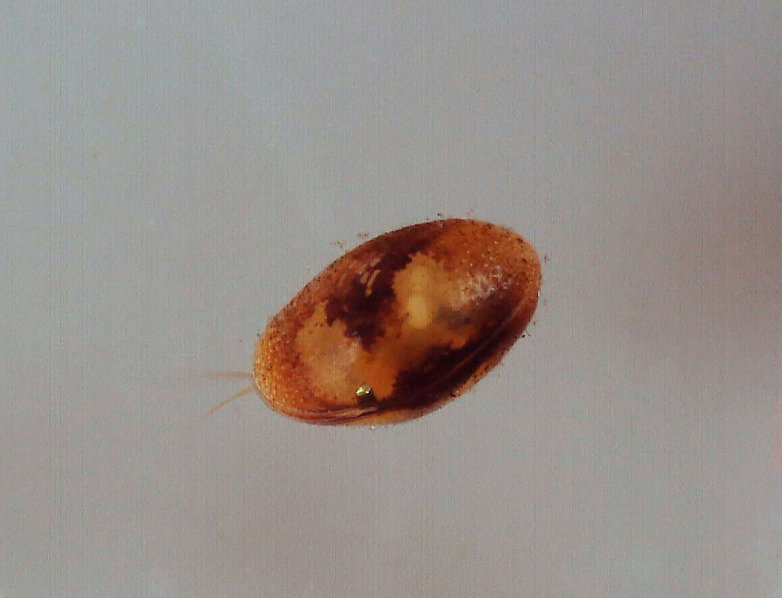 Ostracod ~1 mm in length. They have flattened bodies that are protected by a bivalve-like &quot;shell&quot;.<br />
<br />
Habitat: Collected from a freshwater swamp; mixed forest<br />
<br />
<section class="video"><iframe width="448" height="252" src="https://player.vimeo.com/video/552216652?title=0&byline=0&portrait=0" frameborder="0"></iframe></section> Crustacea,Geotagged,United States,ostracod,ostracoda,seed shrimp