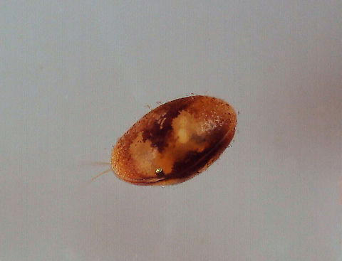 Ostracod ~1 mm in length. They have flattened bodies that are protected by a bivalve-like "shell".

Habitat: Collected from a freshwater swamp; mixed forest

https://vimeo.com/552216652 Crustacea,Geotagged,United States,ostracod,ostracoda,seed shrimp