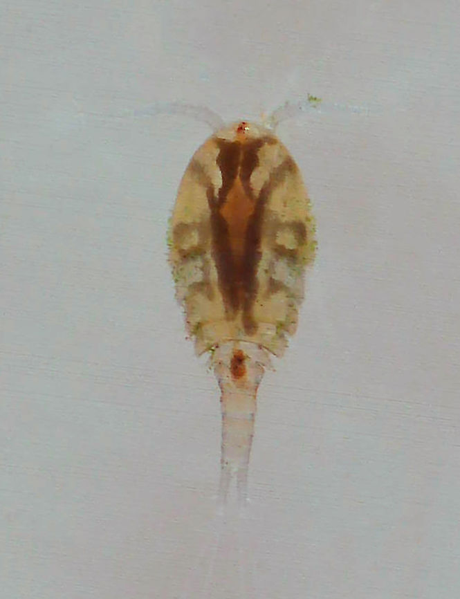 Copepod - Family Cyclopidae, Macrocyclops sp. Maybe Mesocyclops sp. or Cyclops sp.  It was less than 1 mm long.<br />
<br />
Habitat: Collected from a small pond in a mixed forest.<br />
<br />
<section class="video"><iframe width="448" height="252" src="https://player.vimeo.com/video/552218017?title=0&byline=0&portrait=0" frameborder="0"></iframe></section> Cyclopidae,Geotagged,Macrocyclops,United States,copepod,crustacean