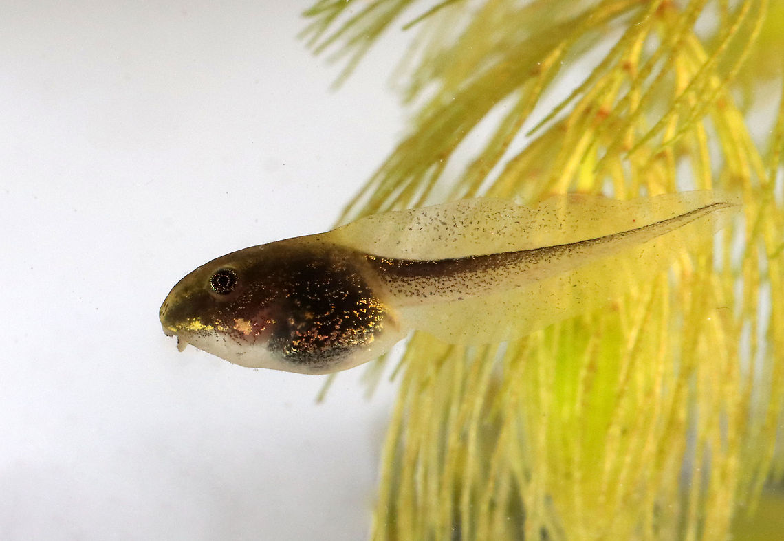Spring Peeper Tadpole - Pseudacris crucifer Habitat: Ephemeral pond; mixed forest Geotagged,Pseudacris,Pseudacris crucifer,Spring,Spring peeper,United States,tadpole