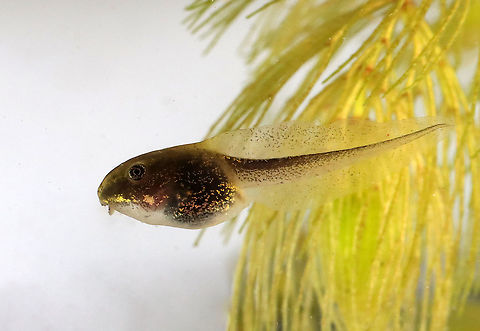 Spring Peeper Tadpole - Pseudacris crucifer Habitat: Ephemeral pond; mixed forest Geotagged,Pseudacris,Pseudacris crucifer,Spring,Spring peeper,United States,tadpole