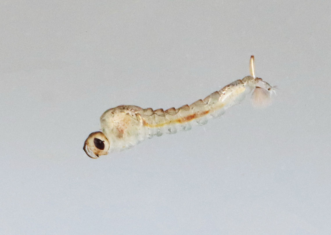 Glassworm - Chaoborus sp. Larvae are almost entirely transparent, except for a pair of kidney-shaped structures, which are air sacs. They use the air sacs to migrate up and down in the water column. They breathe through the end of their abdomen and have two small eyes at the front of their bodies.<br />
<br />
Habitat: Small pond in a mixed forest Chaoboridae,Chaoborus,Geotagged,Spring,United States,fly larva,glassworm,lake fly,larva,midge larva,phantom midge,phantom midge larva