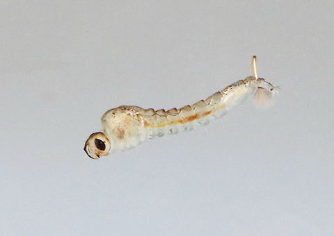 Glassworm - Chaoborus sp. Larvae are almost entirely transparent, except for a pair of kidney-shaped structures, which are air sacs. They use the air sacs to migrate up and down in the water column. They breathe through the end of their abdomen and have two small eyes at the front of their bodies.

Habitat: Small pond in a mixed forest Chaoboridae,Chaoborus,Geotagged,Spring,United States,fly larva,glassworm,lake fly,larva,midge larva,phantom midge,phantom midge larva