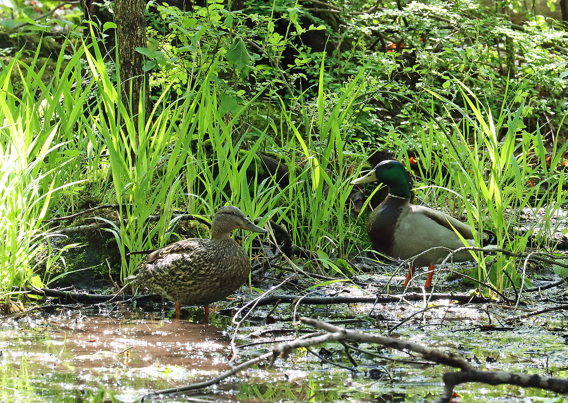 Mallard Ducks - Anas platyrhynchos Habitat: Swamp<br />
<figure class="photo"><a href="https://www.jungledragon.com/image/115172/mallard_ducks_-_anas_platyrhynchos.html" title="Mallard Ducks - Anas platyrhynchos"><img src="https://s3.amazonaws.com/media.jungledragon.com/images/3232/115172_thumb.jpg?AWSAccessKeyId=05GMT0V3GWVNE7GGM1R2&Expires=1759968010&Signature=ckUdljihCF78kPfyx3d%2BQ4e%2BKCY%3D" width="200" height="154" alt="Mallard Ducks - Anas platyrhynchos Habitat: Swamp<br />
https://www.jungledragon.com/image/115171/mallard_ducks_-_anas_platyrhynchos.html Anas platyrhynchos,Geotagged,Mallard,Spring,United States" /></a></figure> Anas,Anas platyrhynchos,Geotagged,Mallard,Spring,United States,ducks