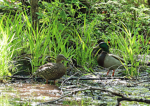 Mallard Ducks - Anas platyrhynchos Habitat: Swamp
https://www.jungledragon.com/image/115172/mallard_ducks_-_anas_platyrhynchos.html Anas,Anas platyrhynchos,Geotagged,Mallard,Spring,United States,ducks