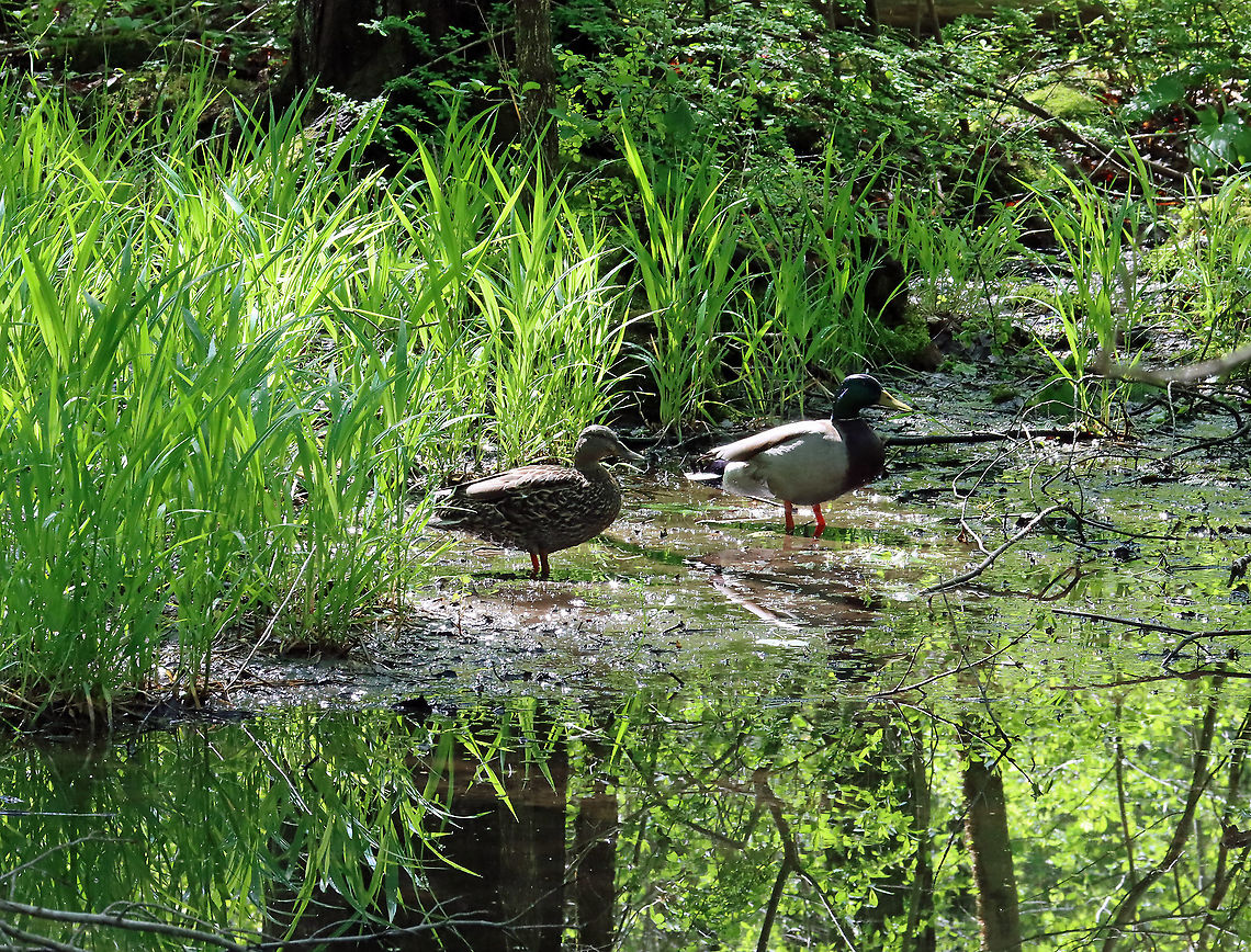 Mallard Ducks - Anas platyrhynchos Habitat: Swamp<br />
<figure class="photo"><a href="https://www.jungledragon.com/image/115171/mallard_ducks_-_anas_platyrhynchos.html" title="Mallard Ducks - Anas platyrhynchos"><img src="https://s3.amazonaws.com/media.jungledragon.com/images/3232/115171_thumb.jpg?AWSAccessKeyId=05GMT0V3GWVNE7GGM1R2&Expires=1769040010&Signature=2ec65l%2FAF%2BPizdn6jqpPF6d07m4%3D" width="200" height="144" alt="Mallard Ducks - Anas platyrhynchos Habitat: Swamp<br />
https://www.jungledragon.com/image/115172/mallard_ducks_-_anas_platyrhynchos.html Anas,Anas platyrhynchos,Geotagged,Mallard,Spring,United States,ducks" /></a></figure> Anas platyrhynchos,Geotagged,Mallard,Spring,United States