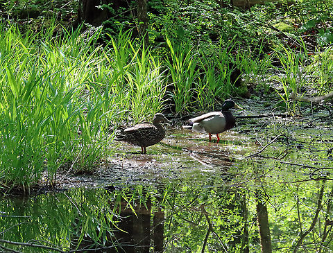 Mallard Ducks - Anas platyrhynchos Habitat: Swamp
https://www.jungledragon.com/image/115171/mallard_ducks_-_anas_platyrhynchos.html Anas platyrhynchos,Geotagged,Mallard,Spring,United States