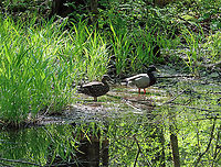 Mallard Ducks - Anas platyrhynchos Habitat: Swamp<br />
https://www.jungledragon.com/image/115171/mallard_ducks_-_anas_platyrhynchos.html Anas platyrhynchos,Geotagged,Mallard,Spring,United States