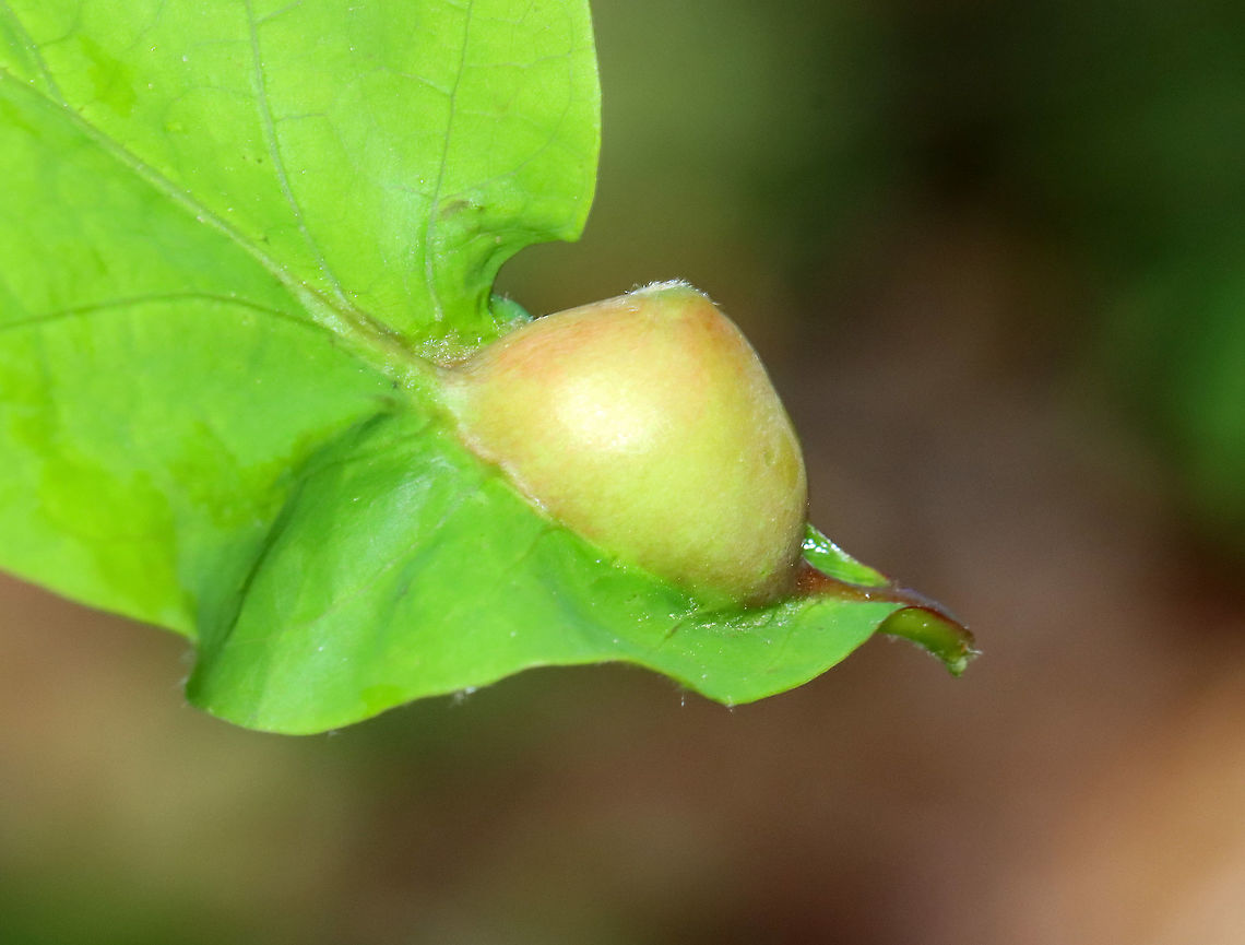 Oak Petiole Gall - Andricus quercuspetiolicola Host: Quercus<br />
<figure class="photo"><a href="https://www.jungledragon.com/image/115173/oak_petiole_gall_-_andricus_quercuspetiolicola.html" title="Oak Petiole Gall - Andricus quercuspetiolicola"><img src="https://s3.amazonaws.com/media.jungledragon.com/images/3232/115173_thumb.jpg?AWSAccessKeyId=05GMT0V3GWVNE7GGM1R2&Expires=1759968010&Signature=PYS0Vb%2BPLWDqbL3evGY7zSTnNCk%3D" width="200" height="164" alt="Oak Petiole Gall - Andricus quercuspetiolicola Host: Quercus<br />
https://www.jungledragon.com/image/115174/oak_petiole_gall_-_andricus_quercuspetiolicola.html Andricus,Andricus quercuspetiolicola,Geotagged,Spring,United States,gall,oak petiole gall wasp" /></a></figure> Andricus quercuspetiolicola,Geotagged,Oak Petiole Gall Wasp,Spring,United States