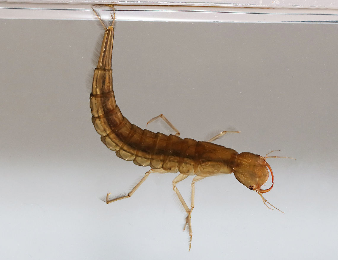 Predaceous Diving Beetle Larva - Dytiscidae, Cybister fimbriolatus Aka, &quot;water tigers&quot; because they are fierce predators.<br />
<br />
Habitat: Collected in a pond, and photographed at home in an aquarium Cybister,Cybister fimbriolatus,Geotagged,Spring,United States,aquatic beetle,beetle larva,larva