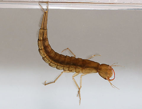 Predaceous Diving Beetle Larva - Dytiscidae, Cybister fimbriolatus Aka, "water tigers" because they are fierce predators.

Habitat: Collected in a pond, and photographed at home in an aquarium Cybister,Cybister fimbriolatus,Geotagged,Spring,United States,aquatic beetle,beetle larva,larva