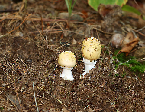 Mushrooms - Amanita series Pantherinae Habitat: Mixed forest Amanita,Amanita series Pantherinae,Geotagged,Summer,United States,fungus,mushrooms