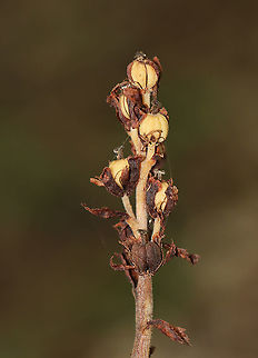 Monotropa hypopitys Habitat: Mixed forest Geotagged,Monotropa hypopitys,Pinesap,Summer,United States,monotropa