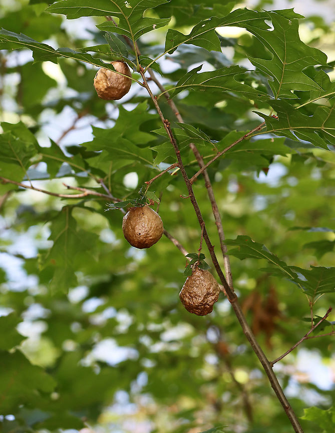 Spongy Oak Apple Gall - Amphibolips confluenta Host: Quercus sp. Amphibolips,Amphibolips confluenta,Geotagged,Spongy Oak Apple Gall Wasp,Summer,United States,gall,oak gall