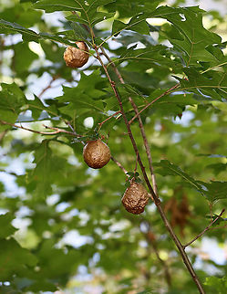 Spongy Oak Apple Gall - Amphibolips confluenta Host: Quercus sp. Amphibolips,Amphibolips confluenta,Geotagged,Spongy Oak Apple Gall Wasp,Summer,United States,gall,oak gall