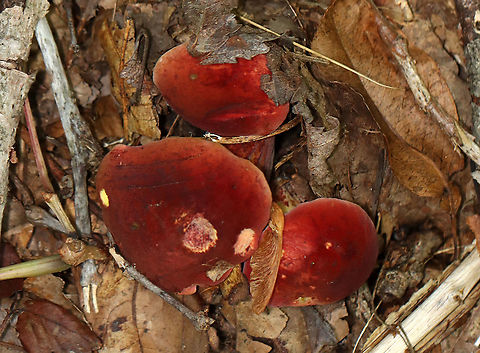 Two-colored Bolete - Baorangia bicolor These were so red!

Habitat: Mostly deciduous forest Baorangia,Baorangia bicolor,Bolete,Geotagged,Summer,Two-colored Bolete,United States,fungus,mushroom