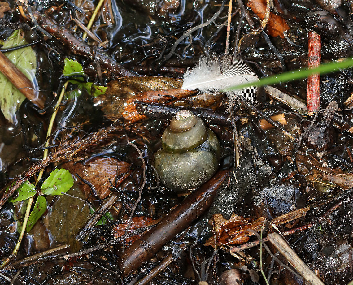 Chinese Mystery Snail - Cipangopaludina chinensis I saw a bunch of these large, freshwater snails. They are invasive in Connecticut.<br />
<br />
Habitat: Lake<br />
<br />
Fun fact: They give live birth and do not lay eggs. Chinese mystery snail,Cipangopaludina,Cipangopaludina chinensis,Geotagged,Summer,United States,freshwater snail,snail