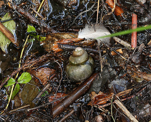 Chinese mystery snail
